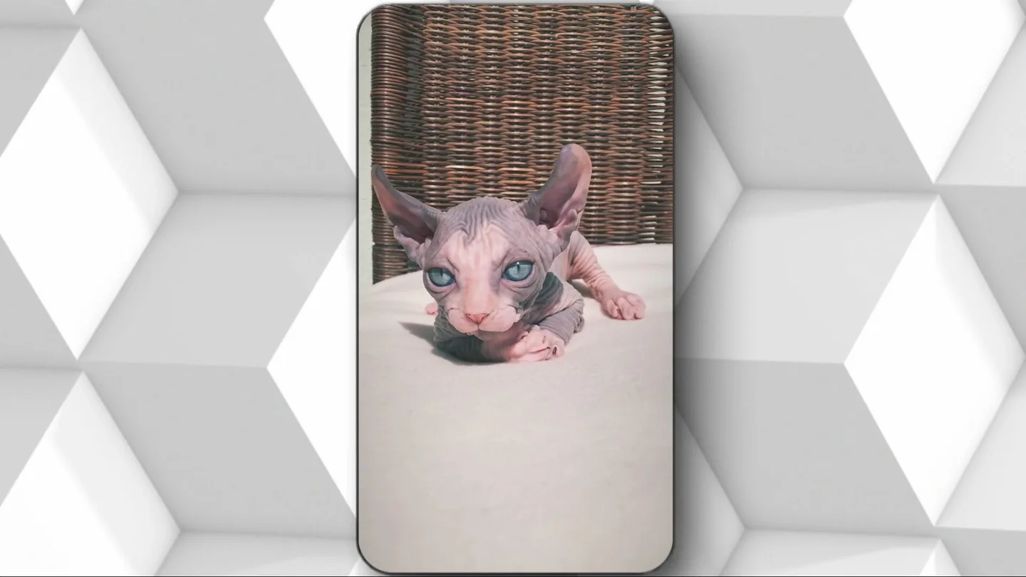 Te envían fotos de mascotas adorables… pero todo es mentira: la nueva estafa que engaña con ilusiones Te envían fotos de mascotas adorables… pero todo es mentira: la nueva estafa que engaña con ilusiones