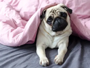 Perro carlino Perro carlino