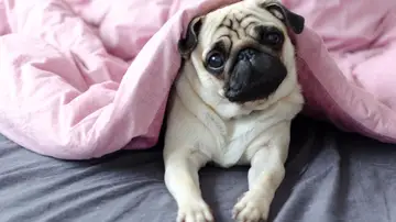 Perro carlino Perro carlino