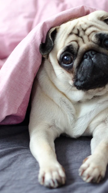 Perro carlino