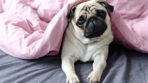 Perro carlino Perro carlino