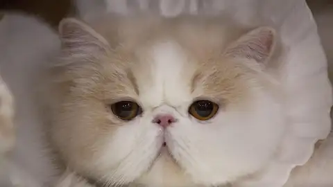 Gato persa Gato persa