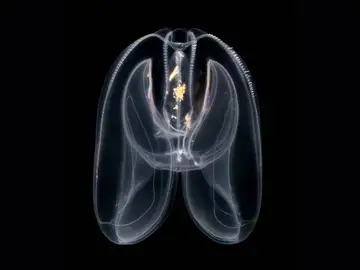 Las medusas peine revelan el origen primitivo de la regulación genómica de los animales Las medusas peine revelan el origen primitivo de la regulación genómica de los animales