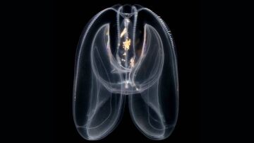 Las medusas peine revelan el origen primitivo de la regulación genómica de los animales