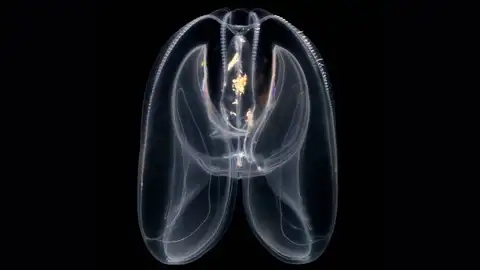 Las medusas peine revelan el origen primitivo de la regulación genómica de los animales Las medusas peine revelan el origen primitivo de la regulación genómica de los animales