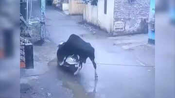 Toro