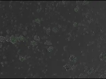 Un ADN diseñado por IA logra controlar genes en células de mamífero Un ADN diseñado por IA logra controlar genes en células de mamífero