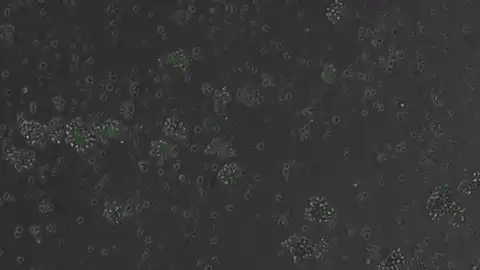 Un ADN diseñado por IA logra controlar genes en células de mamífero Un ADN diseñado por IA logra controlar genes en células de mamífero