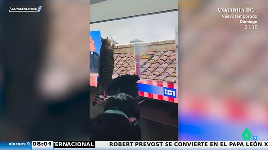 El divertido vídeo viral del gato que quiso comerse a la gaviota del cónclave a través de la tele El divertido vídeo viral del gato que quiso comerse a la gaviota del cónclave a través de la tele