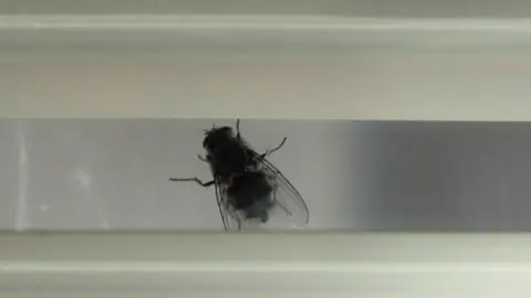 Esta planta convierte tu ventana en una trampa para las moscas Esta planta convierte tu ventana en una trampa para las moscas