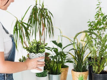 Plantas