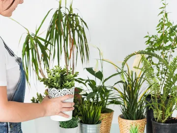 Plantas Plantas