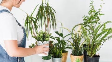 Plantas