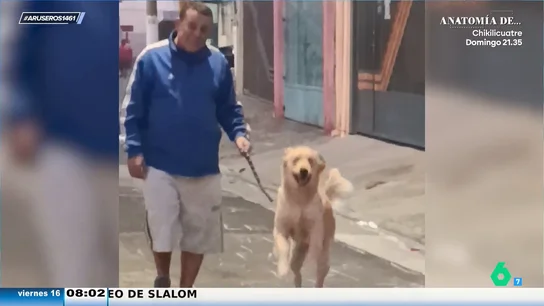 Dando saltos de pura alegría: así es el adorable vídeo viral del perro "más feliz del mundo" Dando saltos de pura alegría: así es el adorable vídeo viral del perro "más feliz del mundo"