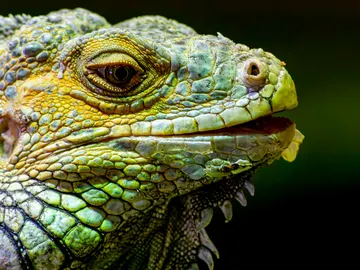 Primer plano de un reptil Primer plano de un reptil