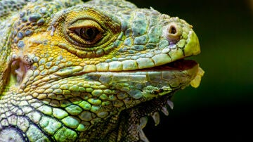 Primer plano de un reptil