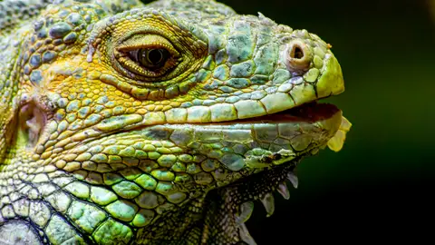 Primer plano de un reptil Primer plano de un reptil