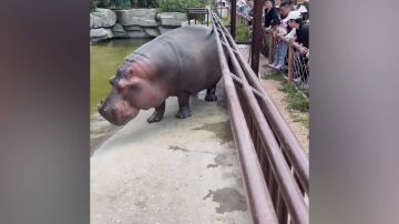 Hipopótamo