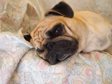 Perro carlino Perro carlino
