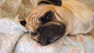 Perro carlino