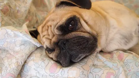 Perro carlino Perro carlino