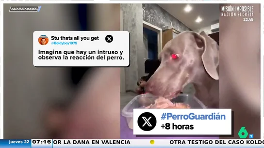 ¿Te salvaría tu perro en el caso de que entraran ladrones en tu casa? La nueva tendencia viral que pone a prueba a nuestras mascotas ¿Te salvaría tu perro en el caso de que entraran ladrones en tu casa? La nueva tendencia viral que pone a prueba a nuestras mascotas