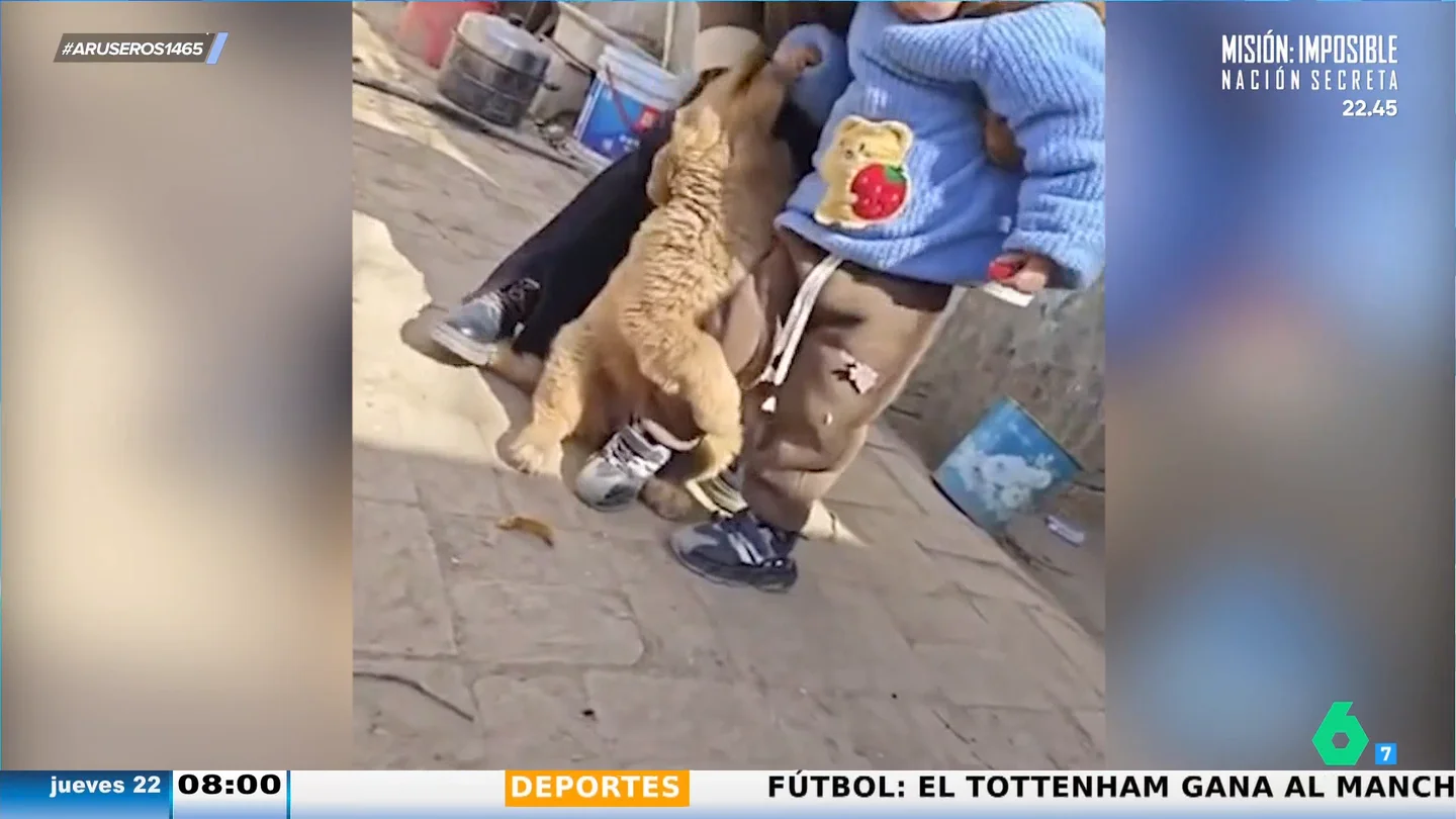 La entrañable reacción de este cachorro de Golden retriever cuando cree que su pequeño humano se va a ir de casa sin él La entrañable reacción de este cachorro de Golden retriever cuando cree que su pequeño humano se va a ir de casa sin él