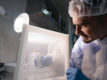 Antimal&aacute;ricos matan en seis minutos al par&aacute;sito Plasmodium falciparum dentro del mosquito