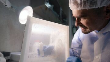 Antimaláricos matan en seis minutos al parásito Plasmodium falciparum dentro del mosquito