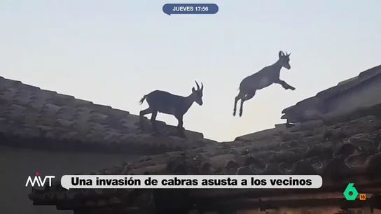Más de mil cabras montesas invaden Jérica, en Castellón: sus vecinos denuncian inseguridad por sus 'paseos' en los tejados Desde la pandemia, los vecinos de Jérica, un pequeño pueblo de Castellón, tienen que convivir con más de mil cabras montesas que han dejado el monte para recorrer peligrosamente los tejados de la localidad.