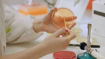 Descubren que una bacteria de la microbiota protege contra la obesidad