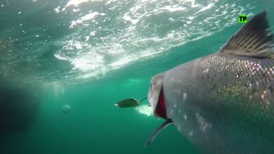 Hoy, en Equipo de Investigaci&oacute;n, Gl&ograve;ria Serra analiza los entresijos del 'imperio del salm&oacute;n'