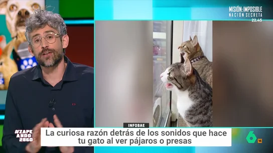¿Qué es el 'chirping' felino? El veterinario Víctor Algra explica este curioso sonido que hacen nuestros gatos El experto explica que es un sonido totalmente normal y que sus dueños no deben preocuparse. Como indica, hay varias teorías que buscan explicar este curioso sonido.