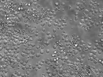 Cultivo de células madre hematopoyéticas de ratón Cultivo de células madre hematopoyéticas de ratón