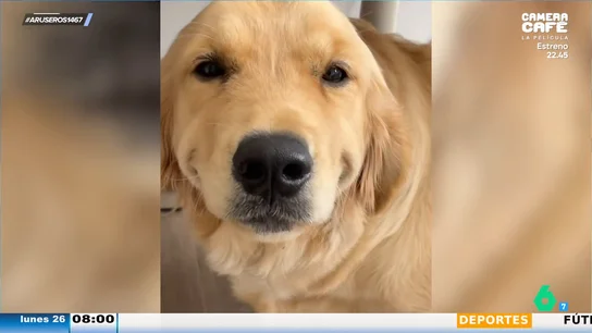 La increíble habilidad de este Golden retriever para la actuación: "Pon tu cara feliz, triste, de enfado..." La increíble habilidad de este Golden retriever para la actuación: "Pon tu cara feliz, triste, de enfado..."