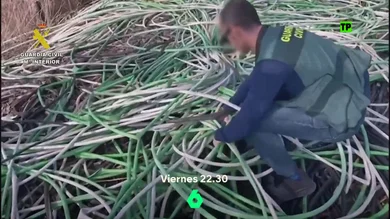 Hoy, en Equipo de Investigación, Glòria Serra se adentra en el mercado negro del cobre: de los campos vacíos del AVE a las chatarrerías Hoy, en Equipo de Investigación, Glòria Serra se adentra en el mercado negro del cobre: de los campos vacíos del AVE a las chatarrerías
