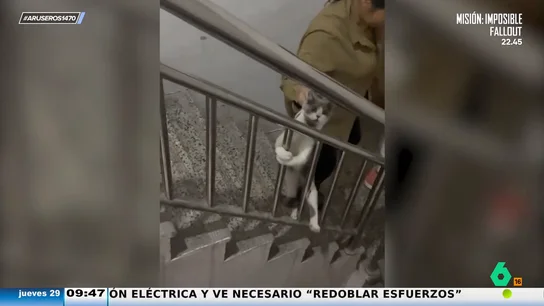 El divertido vídeo del gato que se aferra a la barandilla como tú a la vida El divertido vídeo del gato que se aferra a la barandilla como tú a la vida