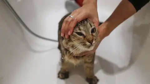 Gato Gato