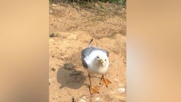 Gaviota