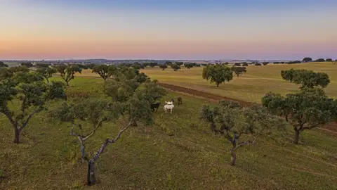 Olivar alentejano Olivar alentejano