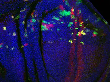 Crean una herramienta para inducir errores cromosómicos y estudiar su impacto en el desarrollo Crean una herramienta para inducir errores cromosómicos y estudiar su impacto en el desarrollo