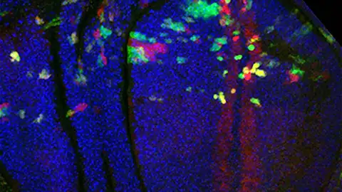 Crean una herramienta para inducir errores cromosómicos y estudiar su impacto en el desarrollo Crean una herramienta para inducir errores cromosómicos y estudiar su impacto en el desarrollo