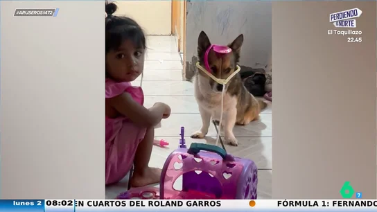 Así juega una niña con su perro a pasar una revisión médica: un paciente con mucha paciencia Así juega una niña con su perro a pasar una revisión médica: un paciente con mucha paciencia