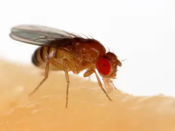 Mosca de la fruta Mosca de la fruta