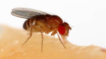 Mosca de la fruta