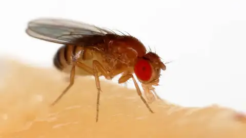 Mosca de la fruta Mosca de la fruta