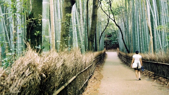 Una mujer pasea por un bosque de bambú Una mujer pasea por un bosque de bambú