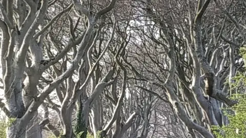 The Dark Hedges The Dark Hedges