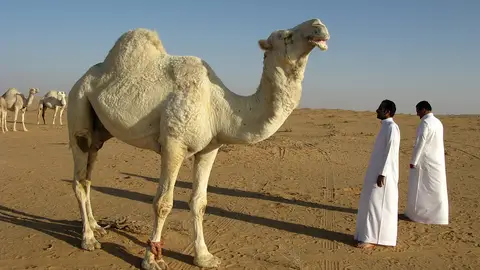 Camellos en el desierto. Arabia Saudí Camellos en el desierto. Arabia Saudí