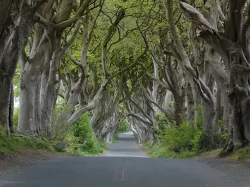 The Dark Hedges The Dark Hedges